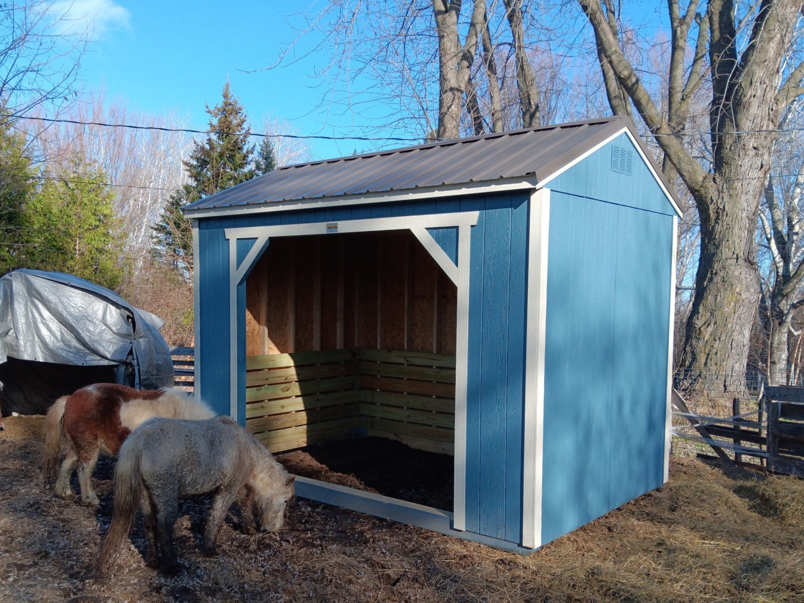 Animal Shelter 5