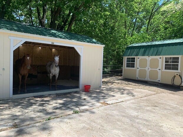 Animal Shelter 6