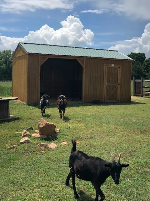 Animal Shelter 12