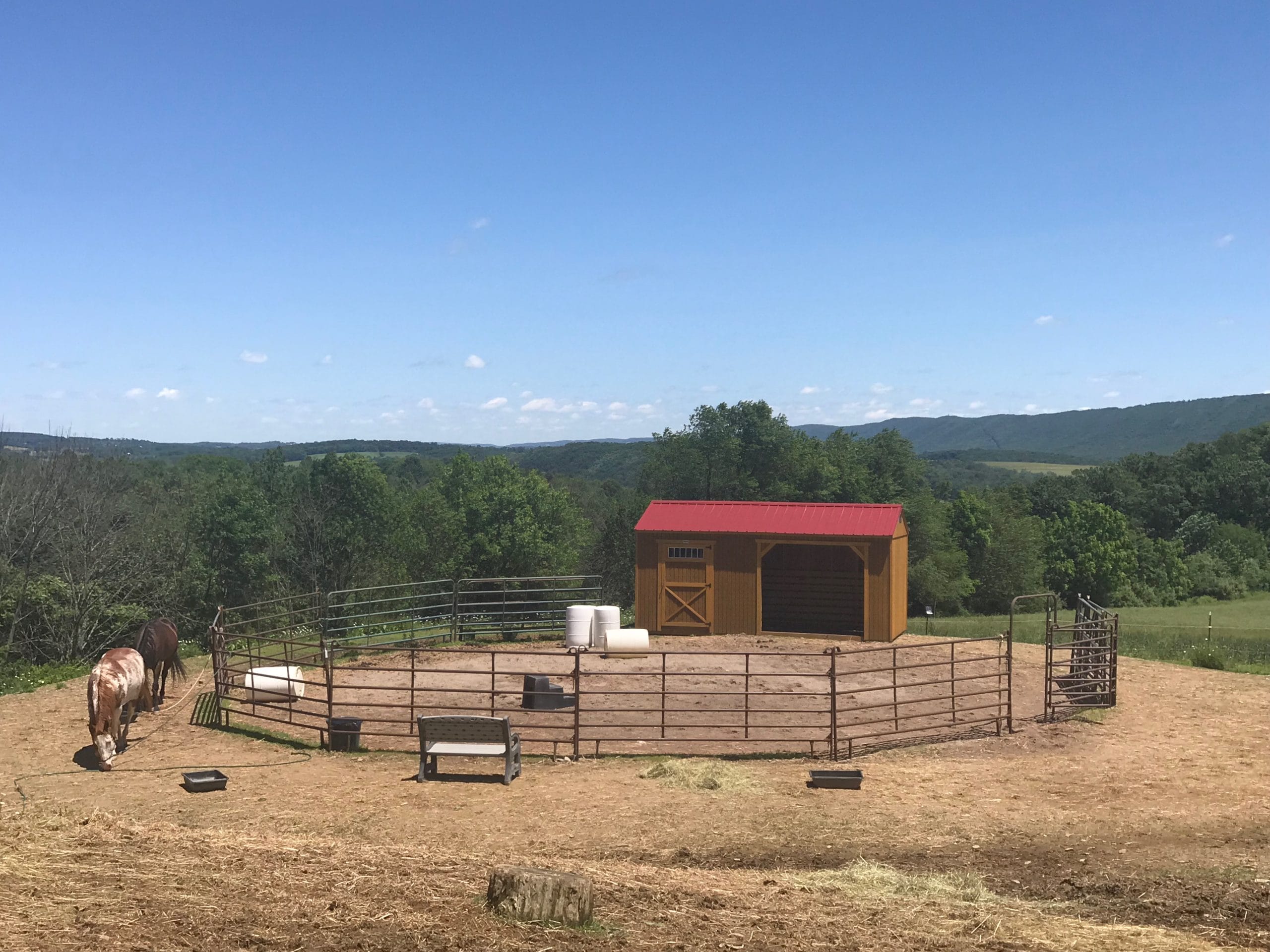 Animal Shelter 14