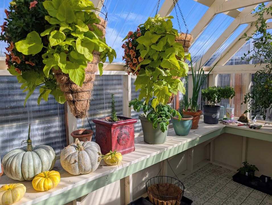 Greenhouse 2